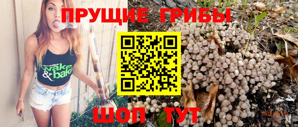 Псилоцибиновые грибы Psilocybine cubensis Ставрополь